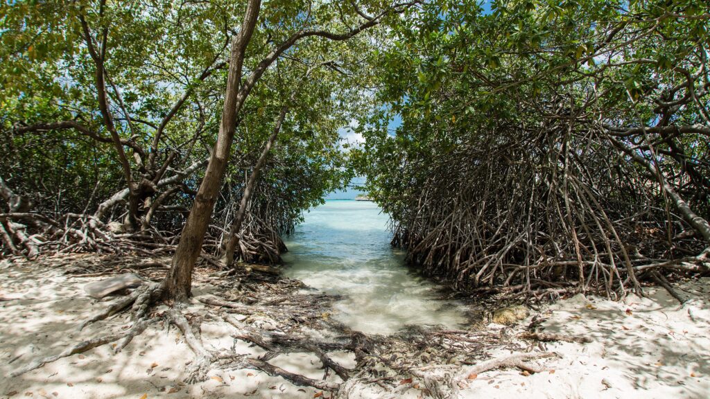 Mangroves-at-Mangel-Halto-Mangrove-s-at-Mangel-Halto